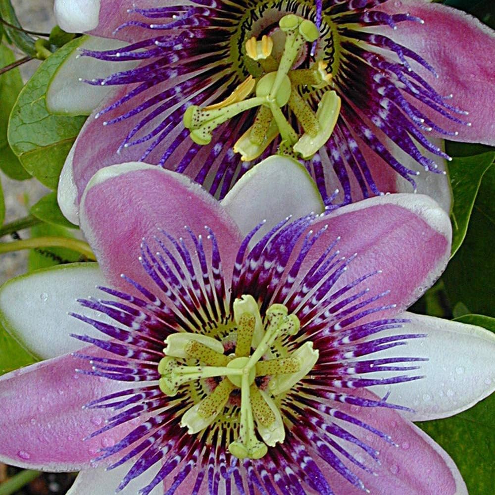 Amazon.co.jp: ITANSE おいしいパッションフルーツ ミズレモンの